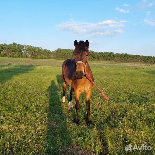 Продаётся кобыла