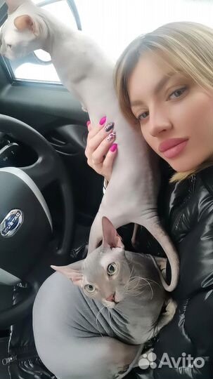 Кот в добрые руки
