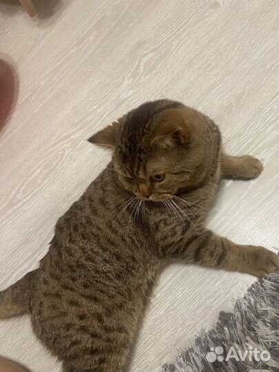 Шотландский кот вязка