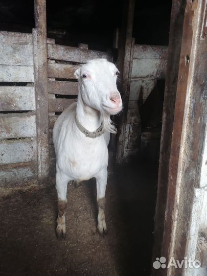 Коза дойная