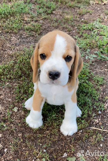 Девочка бигля