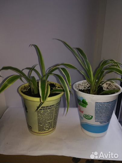 Хлорофитум