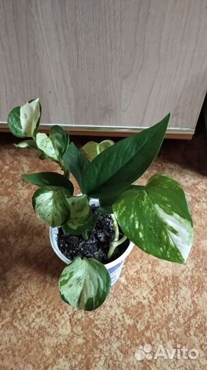 Замиокулькас долларовое дерево