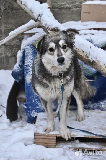 Найдена собака
