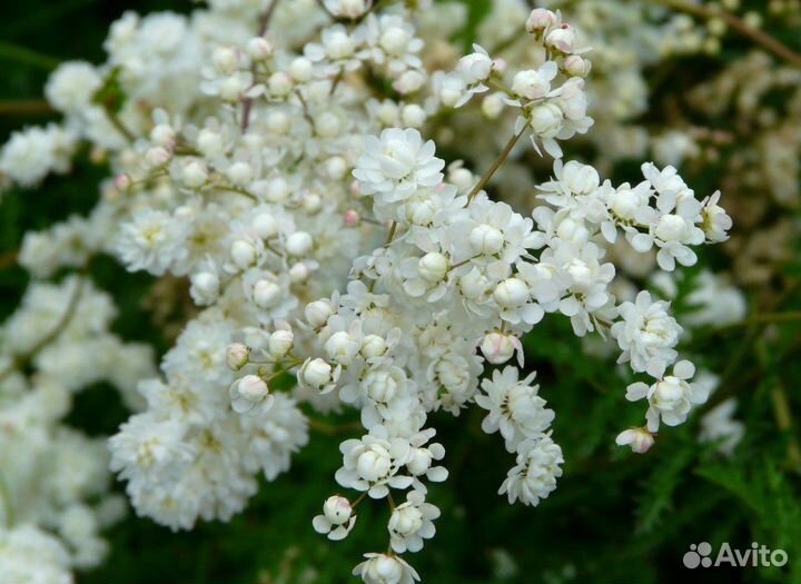 Лабазник Мультиплеск