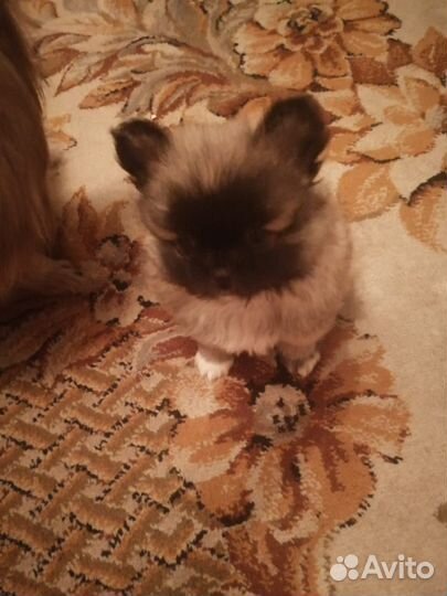 Маленькая собака