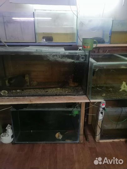 Продаются аквариумы и аквариумные рыбки