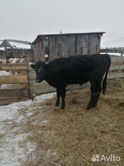 Продам быка