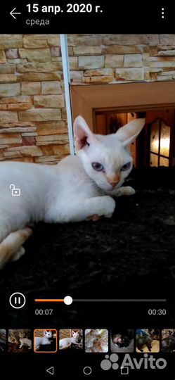 Необычные котики
