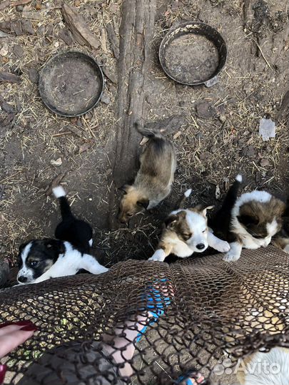 Щенки