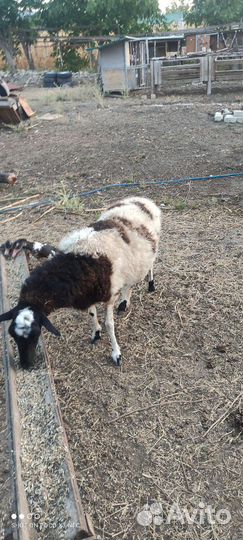 Овцы бараны