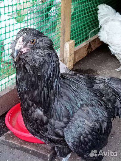 Петушок (Амеракуана лаванда )