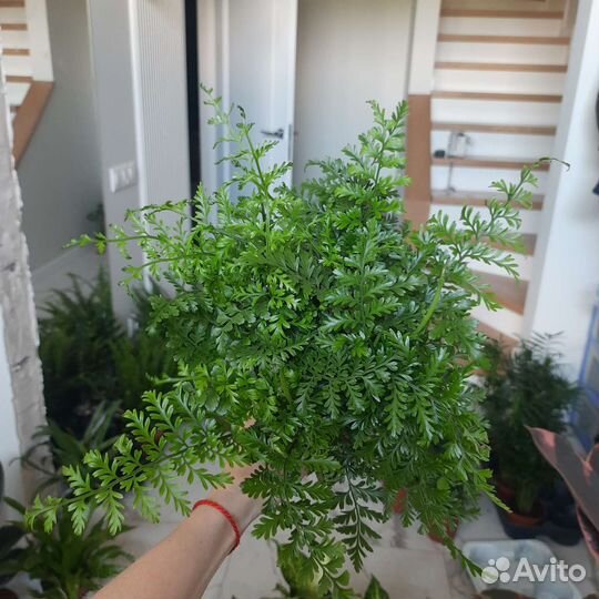 Папоротник комнатный Асплениум Парвати