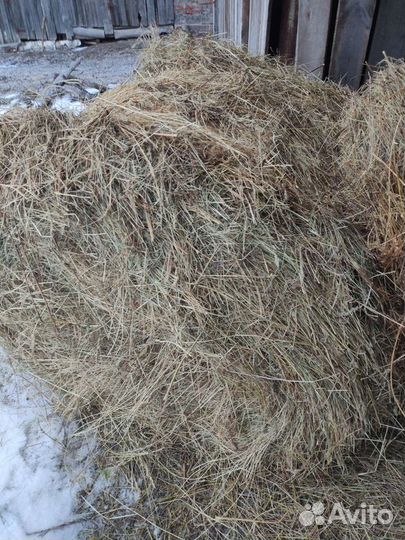 Свежее сено в тюках