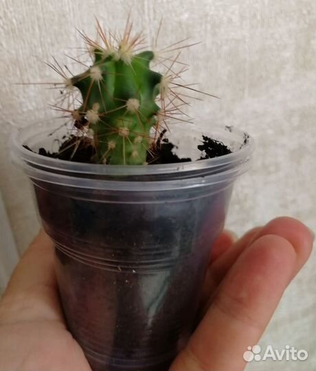Кактусы