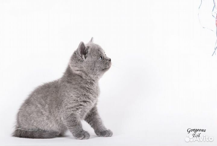 Британская