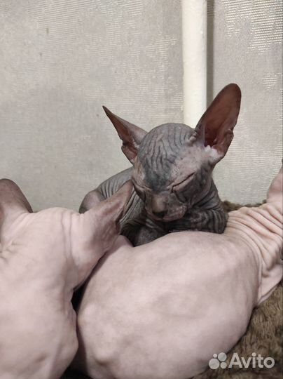 Донской сфинкс