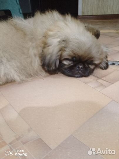 Щенки пекинеса