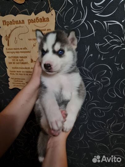 Сибирский хаски