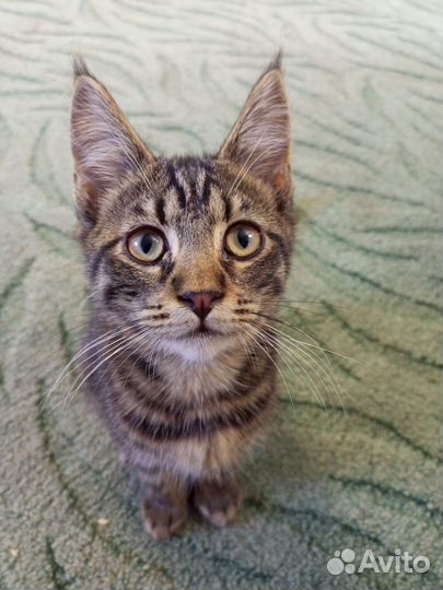 Кошка в дар