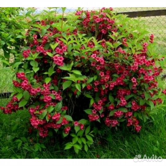 Вейгела Бристол Руби - Weigela Bristol Ruby