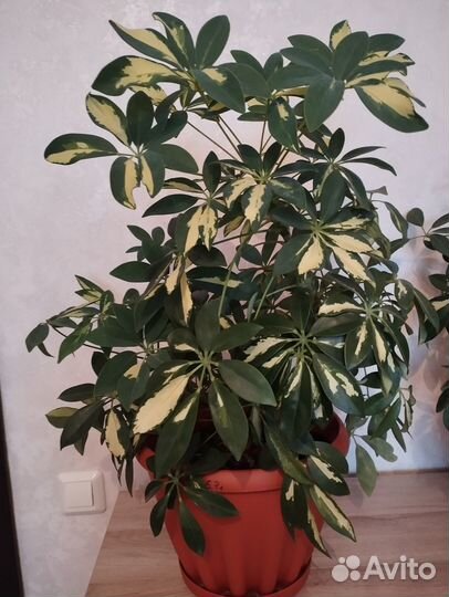 Комнатные растения цветы