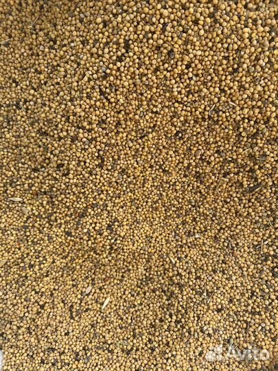 Сидераты горчицы