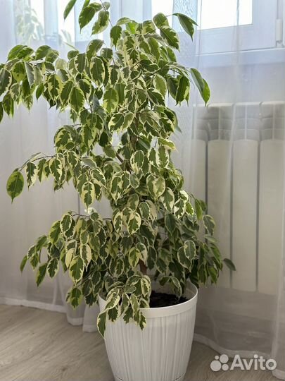Фикус бенджамина