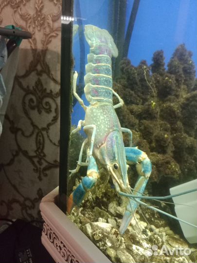 Австралийский красноклешневый рак