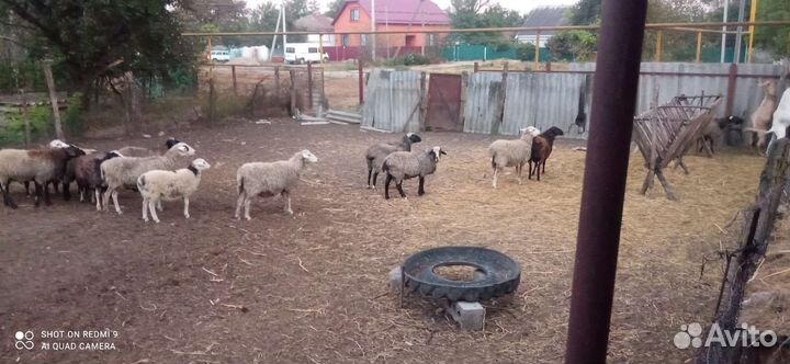 Овцы, бараны