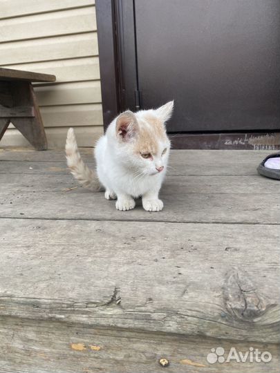 Котята бесплатно