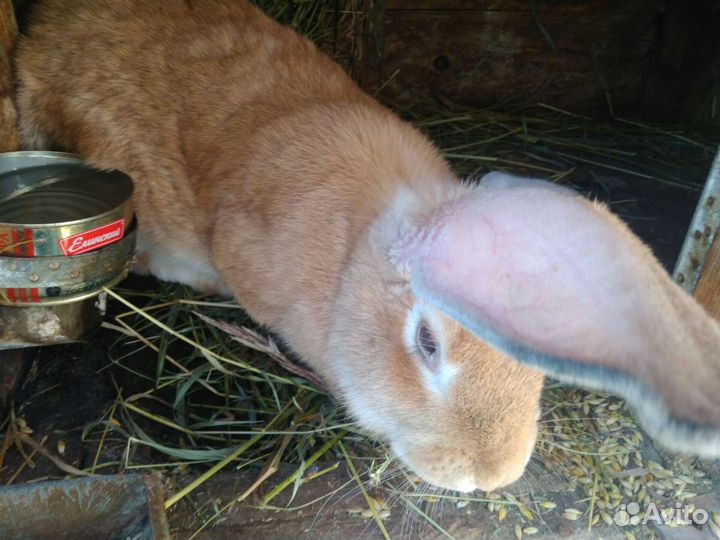 Продаются крупные крольчата различных пород