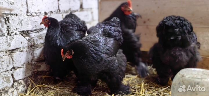 Инкубационное яйцо породной птицы