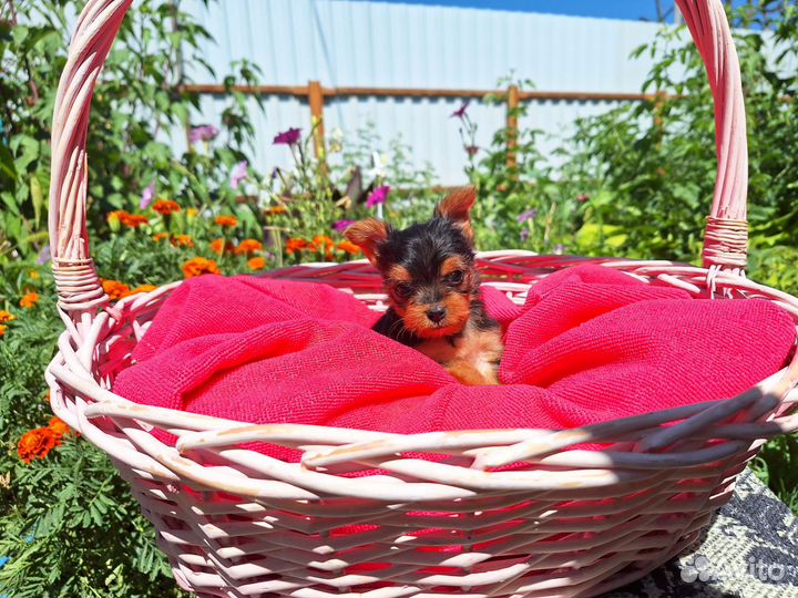 Йоркширский терьер