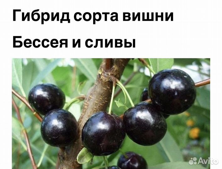 Вишнево сливовый гибрид Бессея