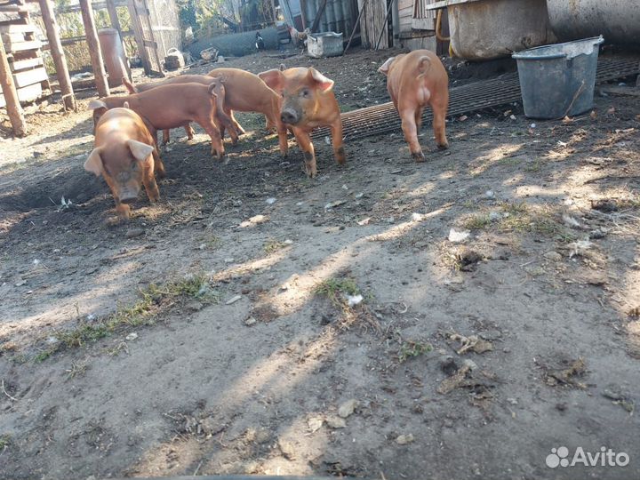 Продам поросят,породы Дюрок