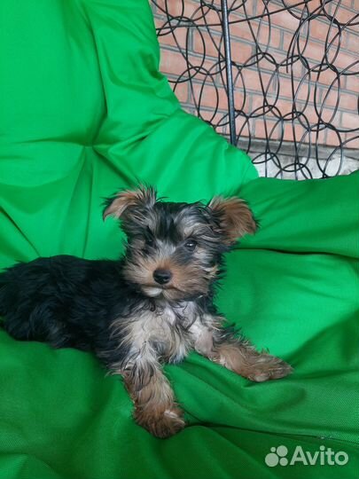 Йоркширский терьер