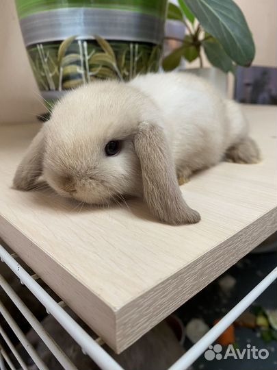 Декоративные кролики вислоухие барашки