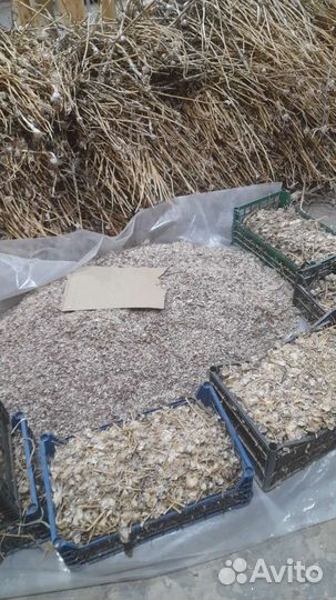 Воздушка чеснока сорта Солдат