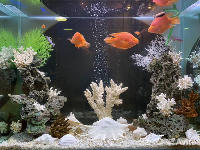 Обслуживание аквариума (чистка)