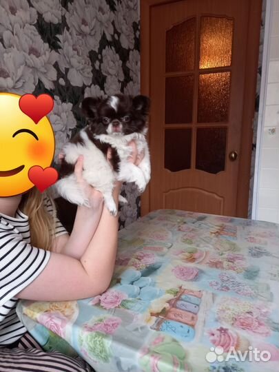 Щенок чихуа