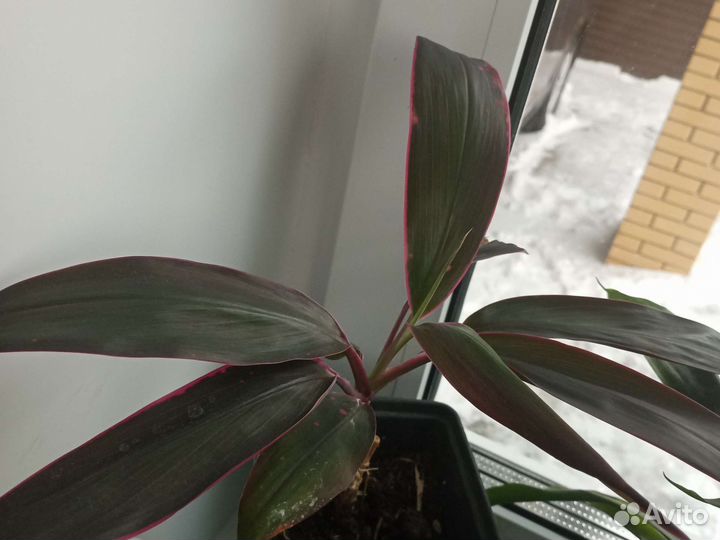 Сансевиера,Бегония Фиста,алоэ,сингониум