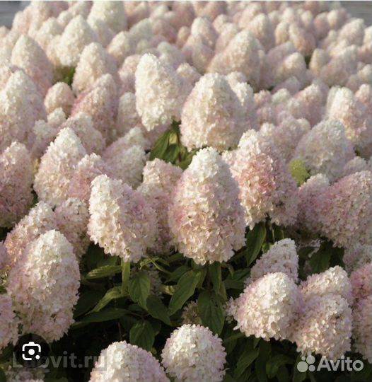 Гортензия метельчатая Меджикал Свит Саммер