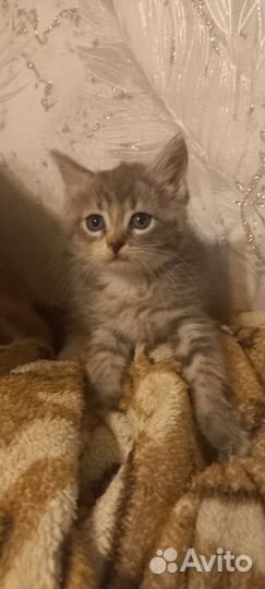 Кошки в добрые руки бесплатно