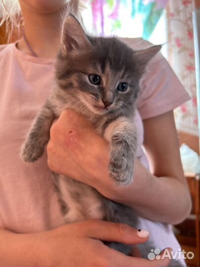 Котята бесплатно
