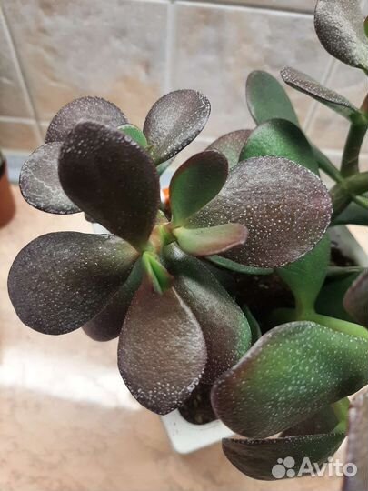 Красула Рубра денежное дерево 1500