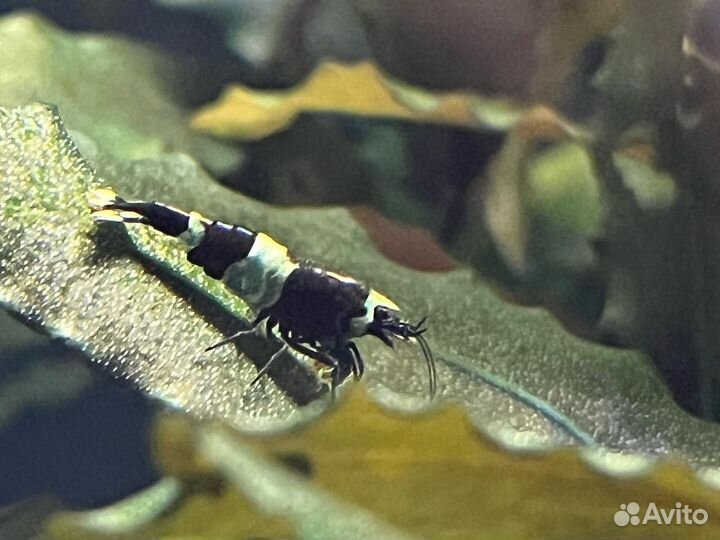 Креветки Taiwan bee