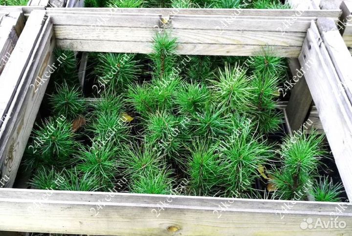 Саженцы кедра от производителя