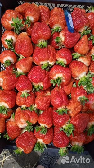 Рассада клубники