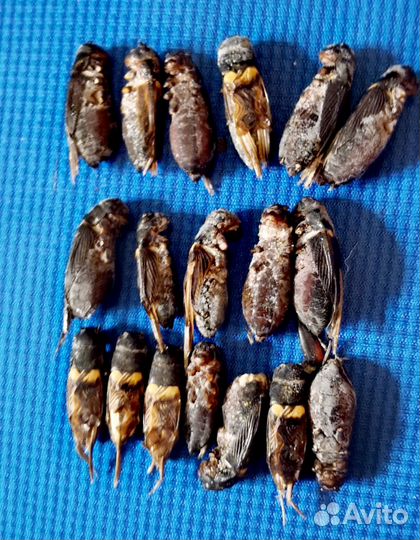 Сверчок двупятнистый, замороженный